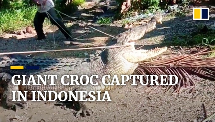 Indonesian man captures 4.3-metre crocodile that was terrorising local
